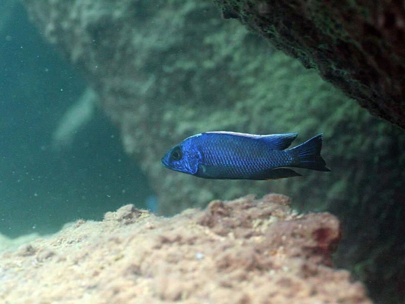 Otopharynx lithobates 'Zimbawe Rock'